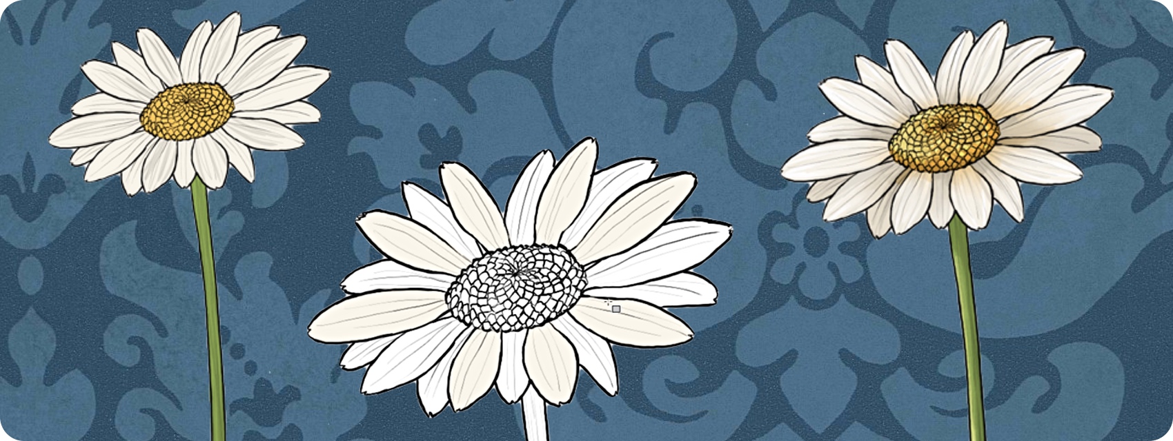 1700x640 How To Draw Flowers The Innocent And Cheerful Daisy