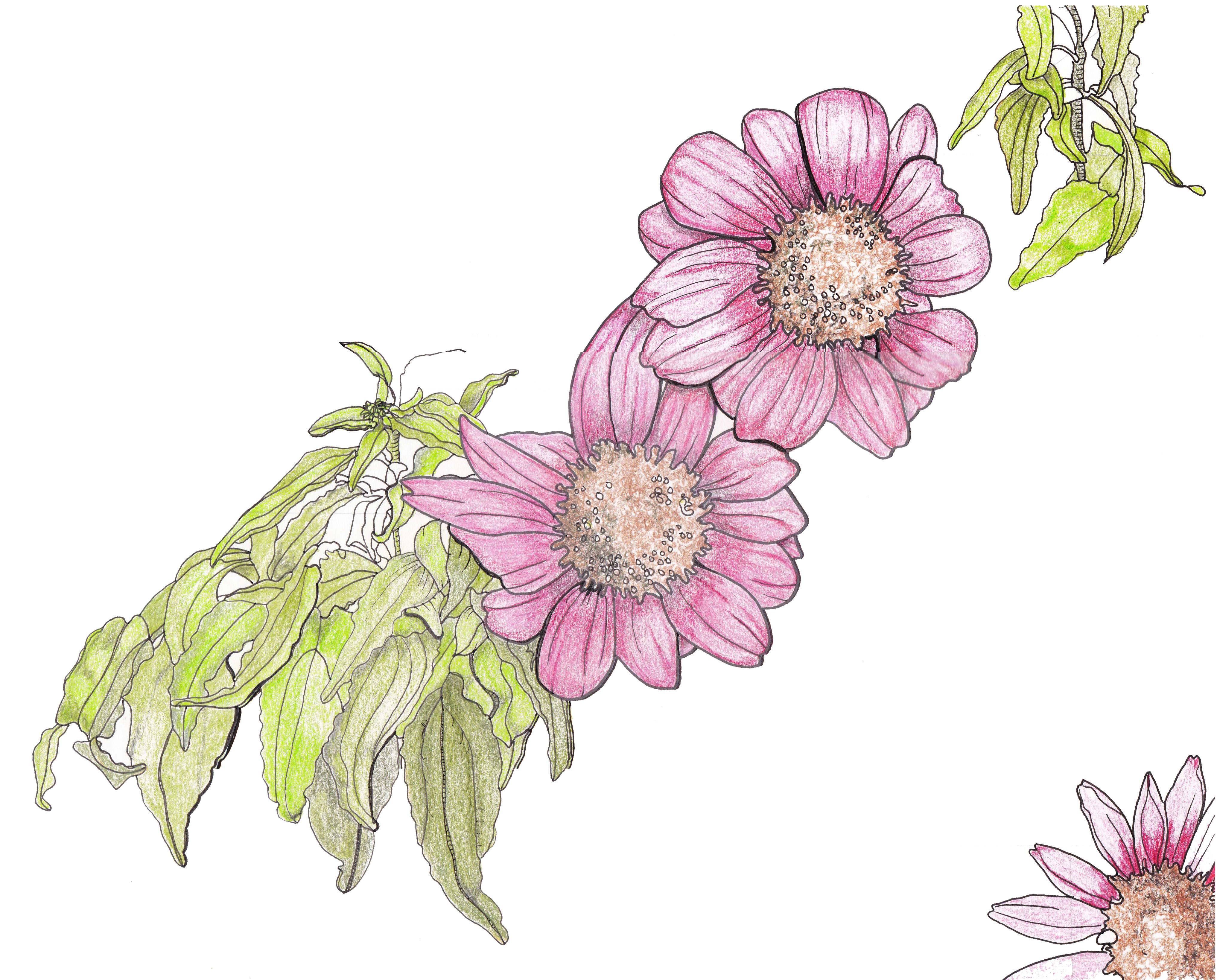 4068x3276 Line Drawing