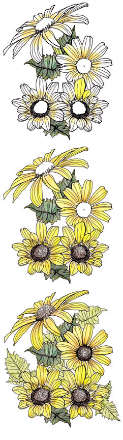 242x864 Line Drawing