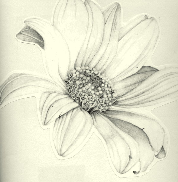 600x615 Daisy Sketch By Nuttynutternumber1