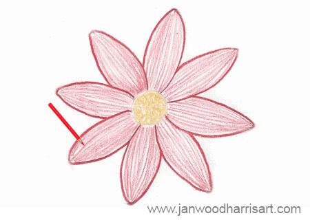 450x320 How To Draw A Daisy