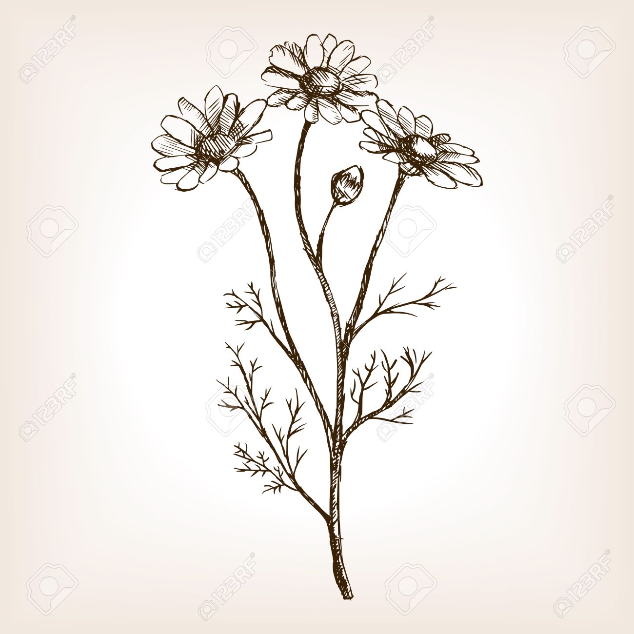 1300x1300 Pharmacy Daisy Sketch Style Illustration. Old Engraving Imitation