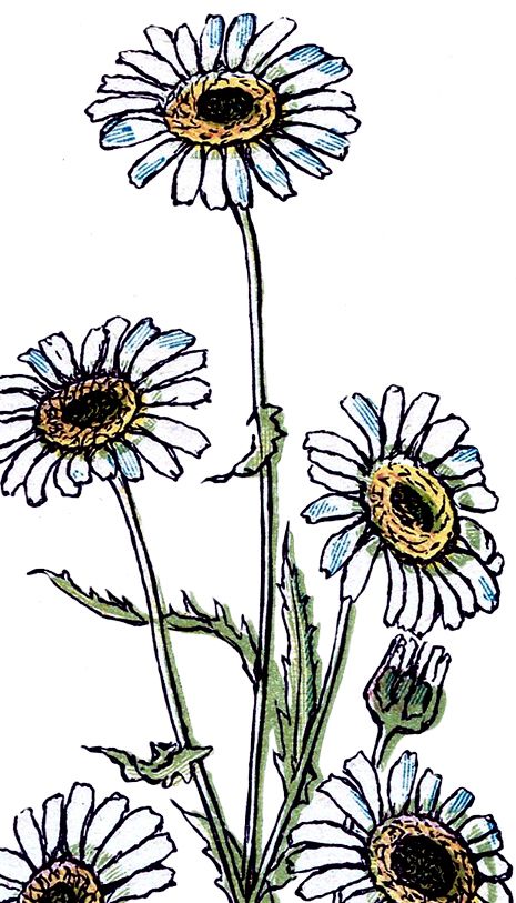 465x813 Pretty Vintage Daisy Drawing Daisy Drawing, Graphics Fairy