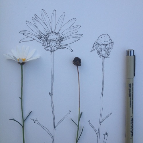 500x500 Drawing Illustration Daisy Artists On Tumblr Botanical Noel Badges