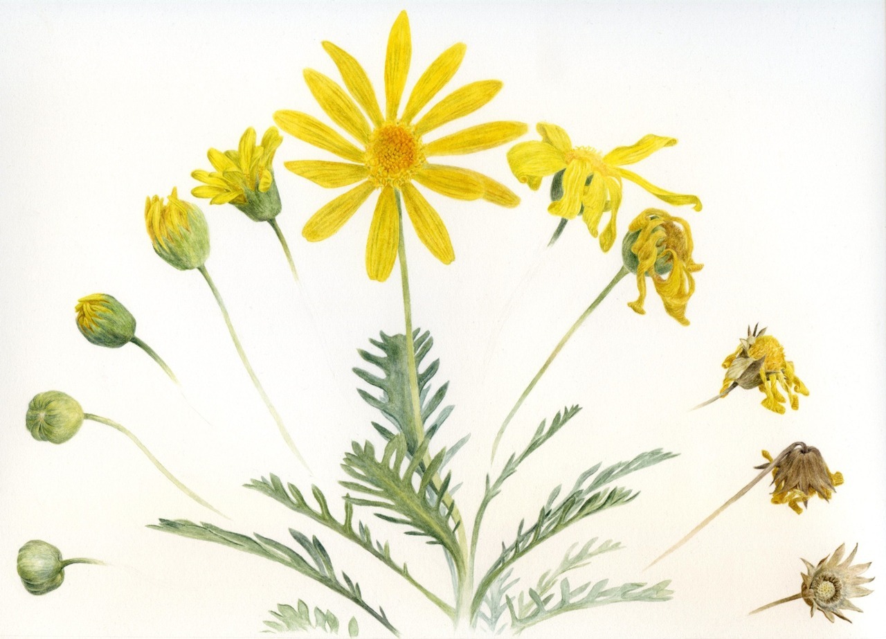 1280x923 Eletragesi Daisy Tumblr Drawing Images