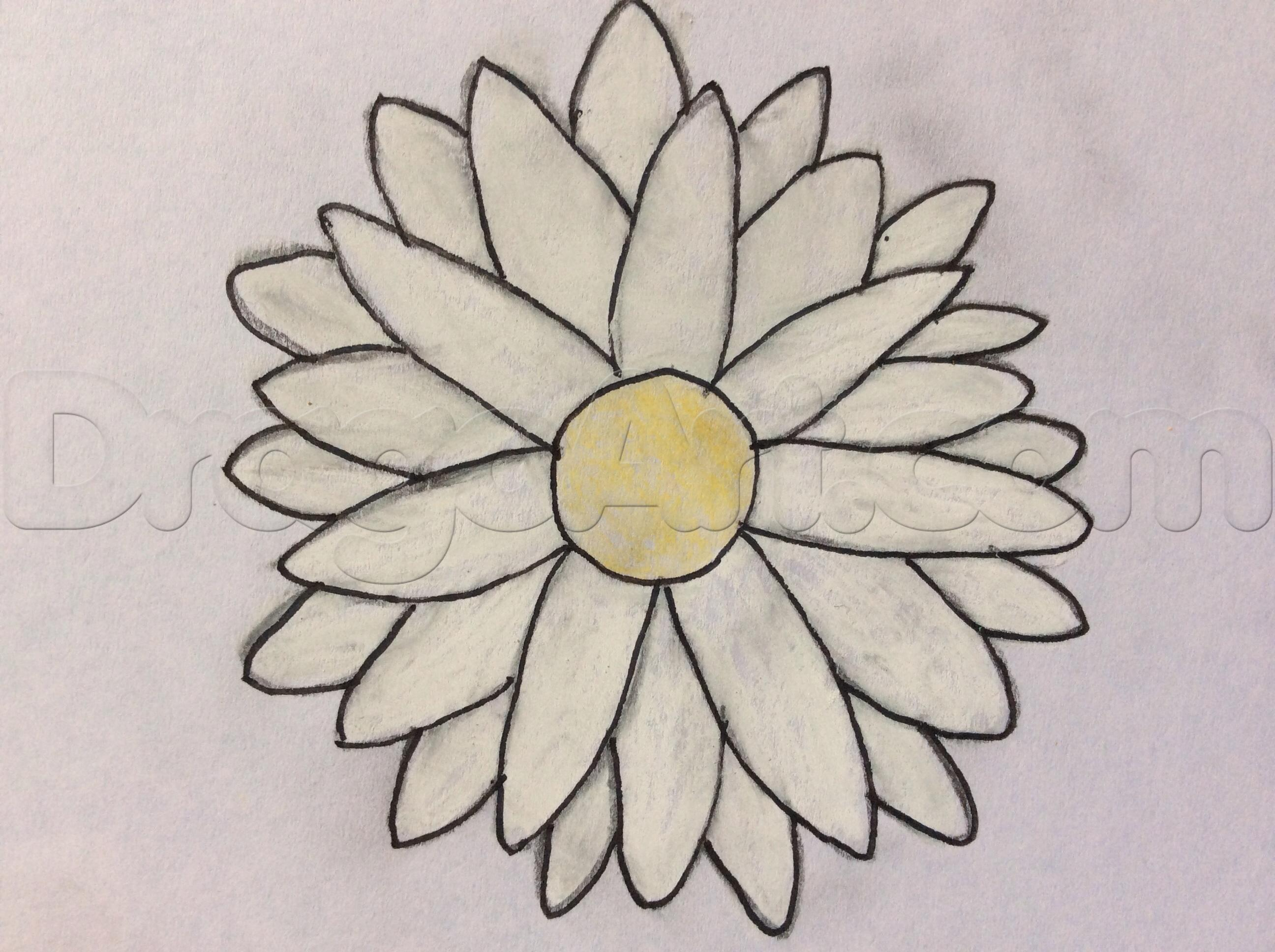 2592x1936 Daisy Flowers Drawing