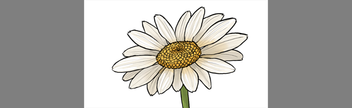 700x216 How To Draw Flowers The Innocent And Cheerful Daisy