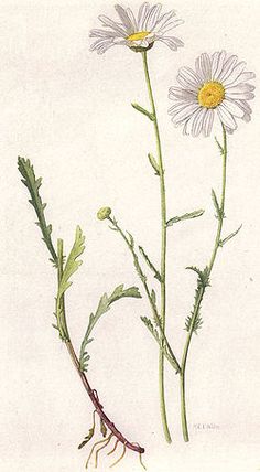 236x428 Ox Eye Daisy Aster Flower Tattoos, Tattoo And Tattoo Black