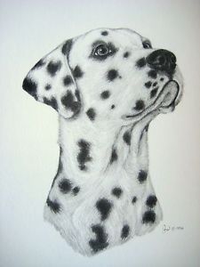 Dalmatian Dog Drawing at GetDrawings | Free download