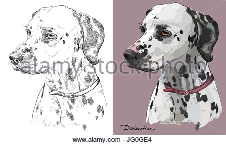 450x290 Dalmatian Dog Portrait On White Background Stock Photo 63339192