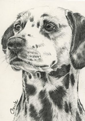 Dalmatian Dog Drawing at GetDrawings | Free download