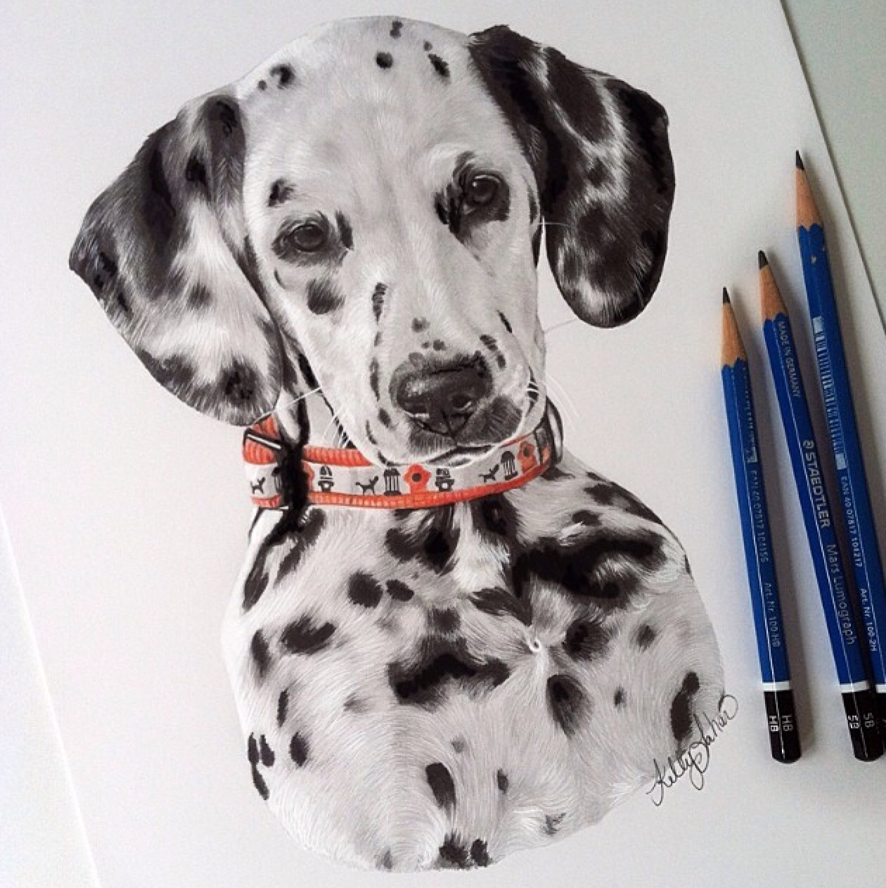 1260x1263 Kelly Lahar, Amazing Dalmatian Drawing Mind Blowing Colored