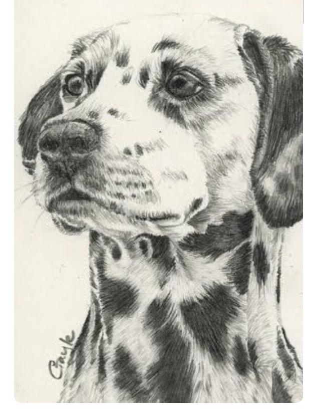 623x816 Pin By Doggie Haven On Puppies! Dalmatian, Drawings