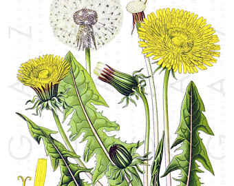 340x270 Dandelion Drawing Etsy