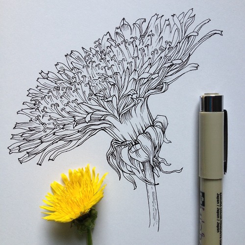 500x500 Dandelion Flower Illustration By Noel Badges Pugh Illustration