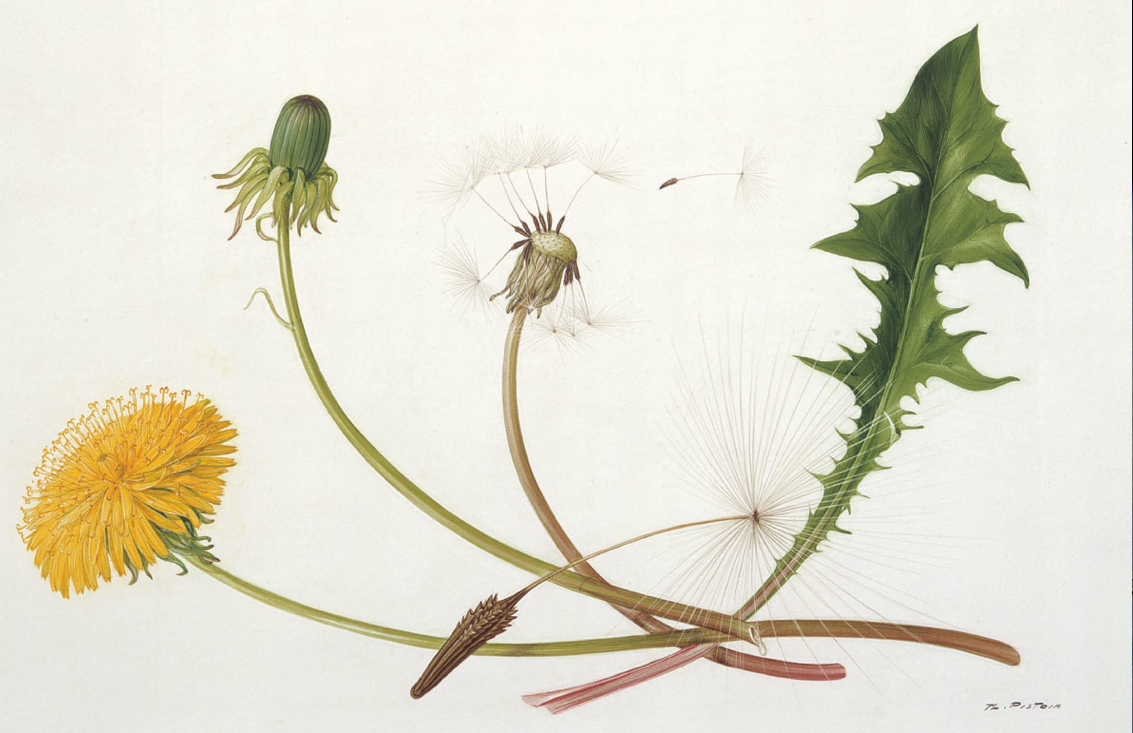 1133x733 Who Doesn'T Love Dandelions