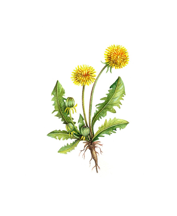 728x891 Botanical Flower Prints Dandelion Floral Botanical Print