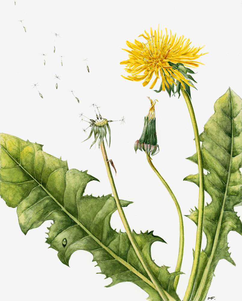 805x1000 Dandelion Clock.jpg Pixels Ilo Dandelion