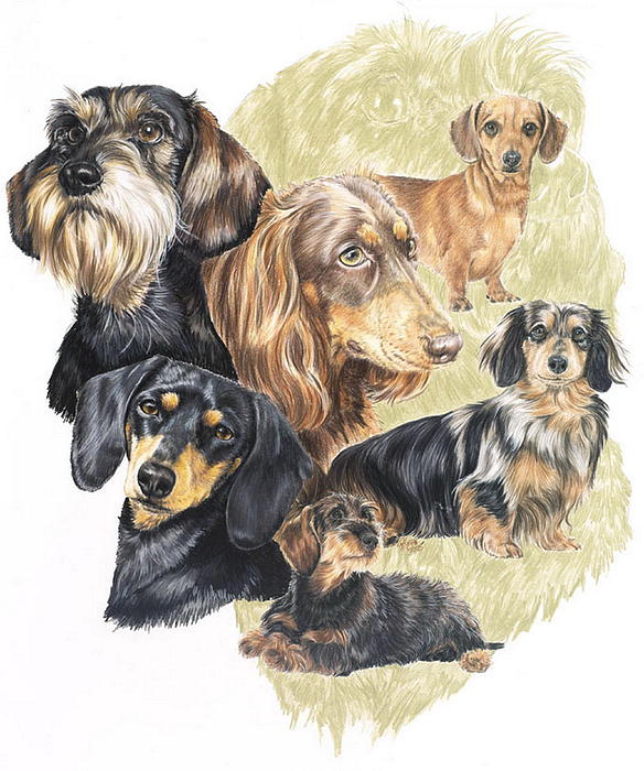 584x700 Dachshund Drawing