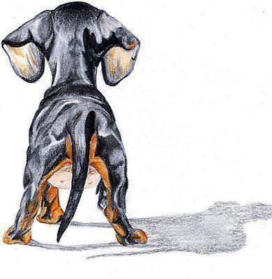 390x400 Dachshund Smooth Dog Portrait Canine Art Dogs Dog