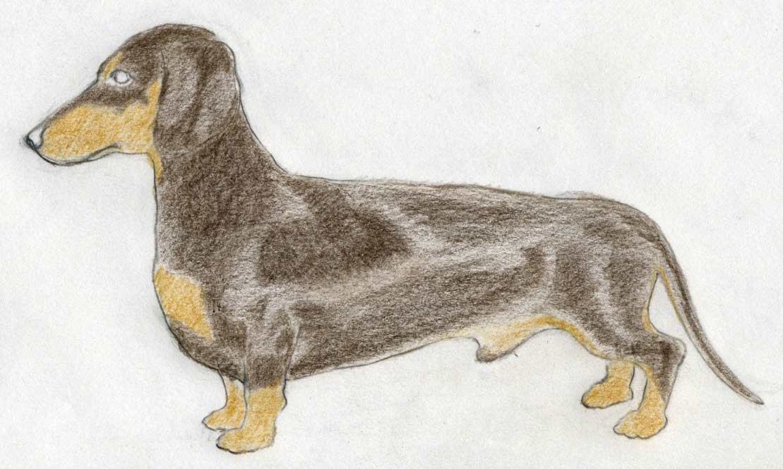 1109x665 Gallery For Gt Dog Drawings In Color Dog Drawings