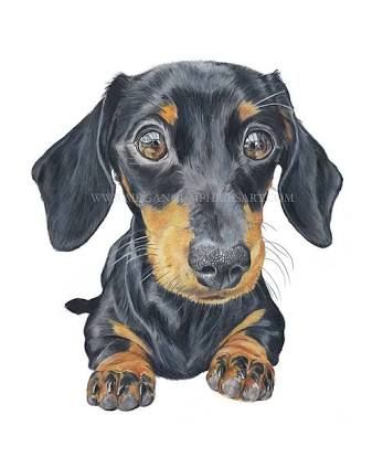 347x424 Image Result For Dachshund Drawing Decor Dachshund