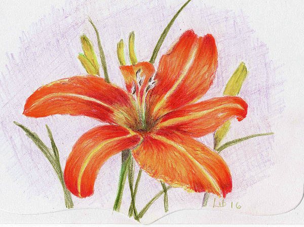 Daylily Drawing at GetDrawings | Free download