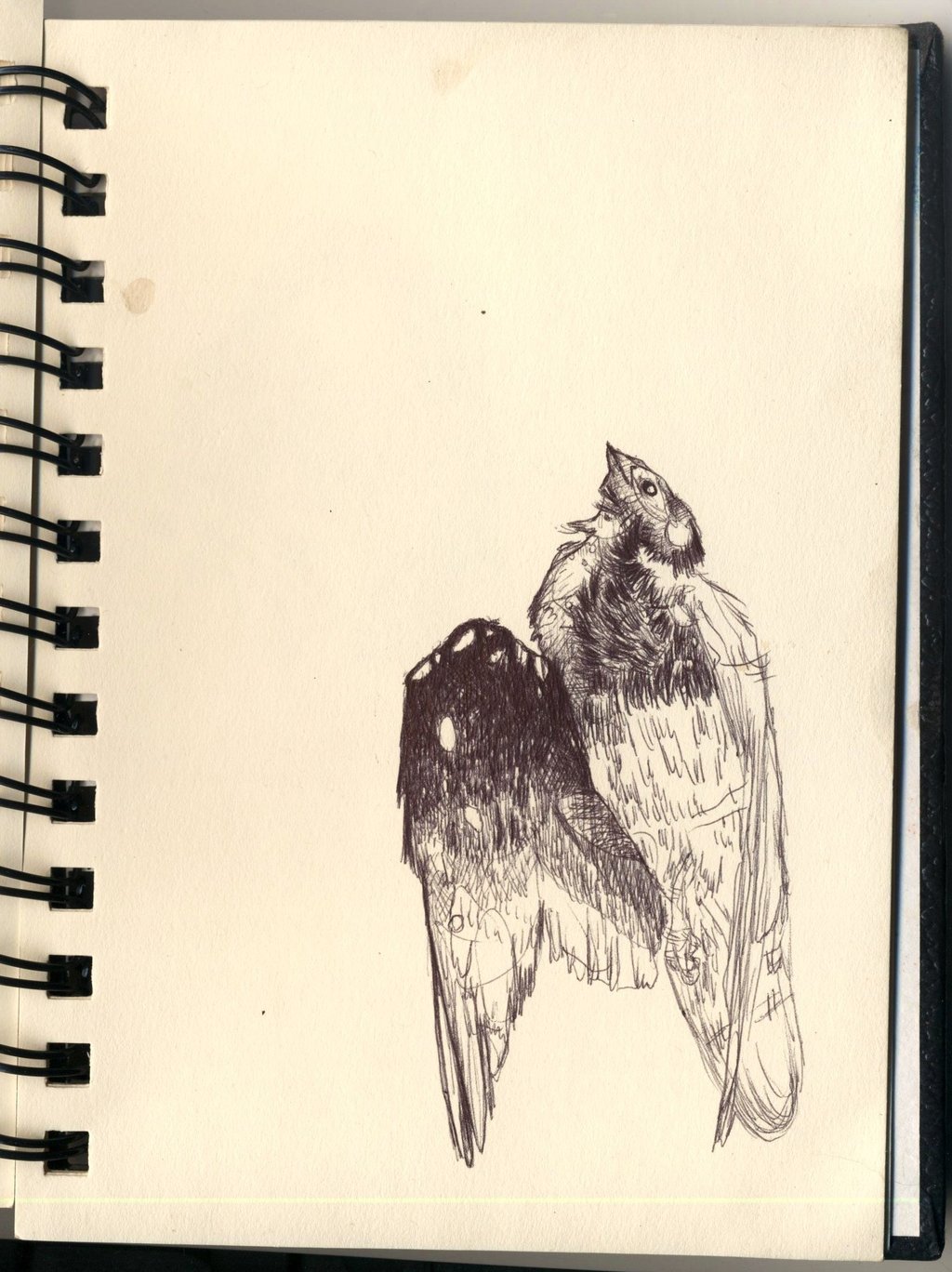 1024x1368 Dead Bird By Pttrdy