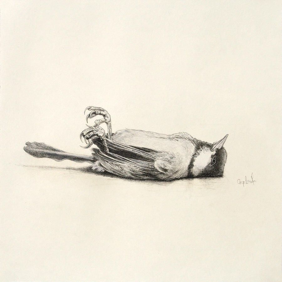 900x900 Dead Bird Sketch Drawing Dcfgb