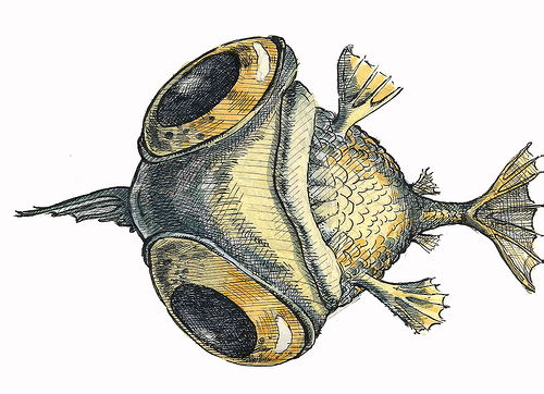 500x362 Sketchpot More Dead Fish Sketches