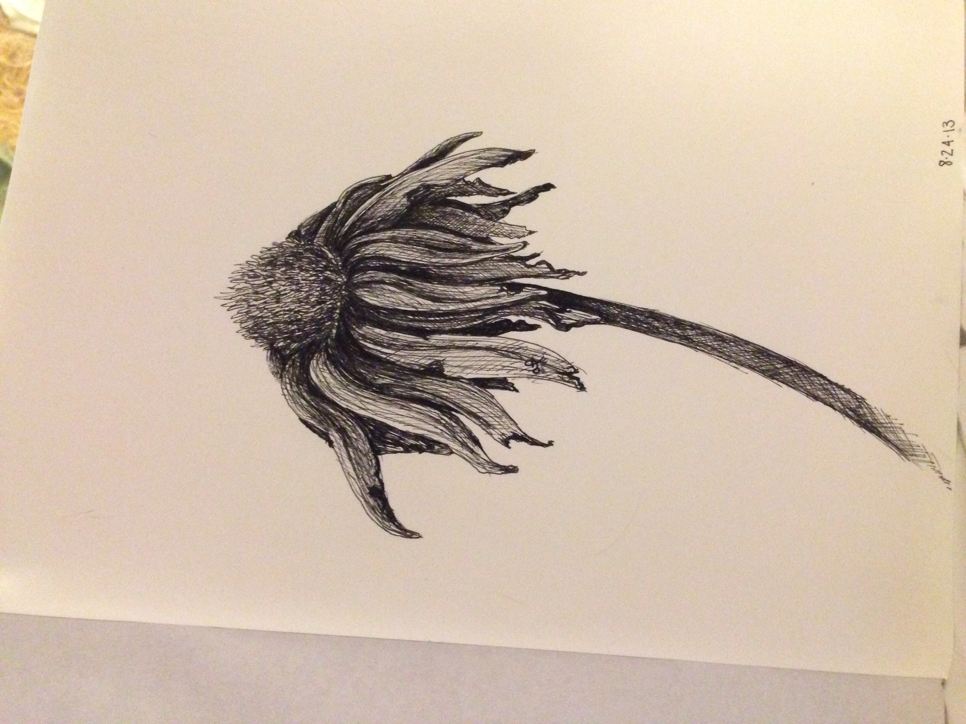 3264x2448 Wilting Flower Drawn By Alexis Fazio (Skls Portraits