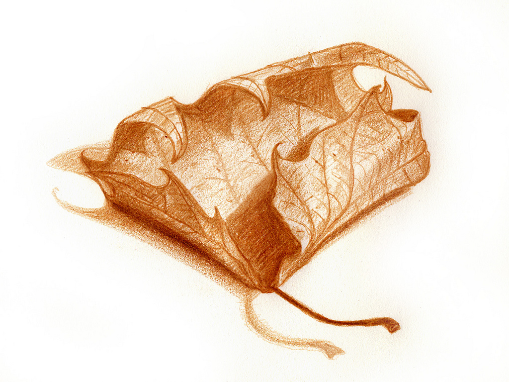 1024x768 Dead Leaf Found On The Street Outside My Flat. Part