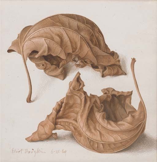 512x526 Eliot Hodgkin, Two Dead Leaves, 1963. Large Dead Leaf No. 2, 1966