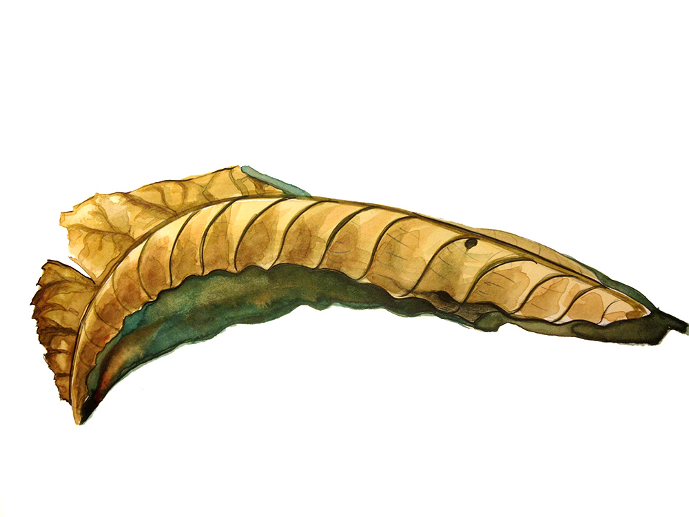 1000x750 Life Of A Dead Leaf