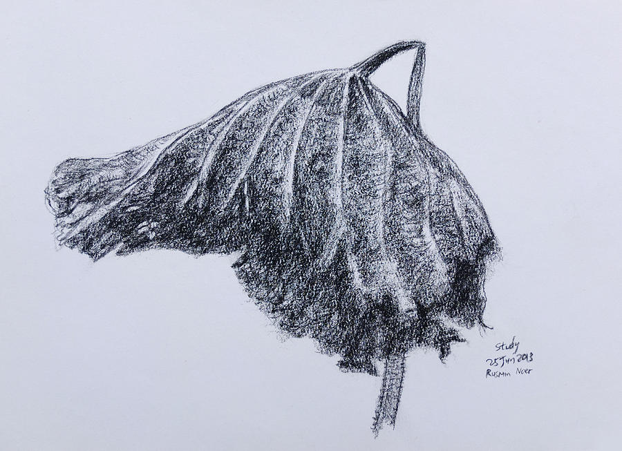 900x653 On Dead Lotus Leaf Drawing By Rusmin Noer