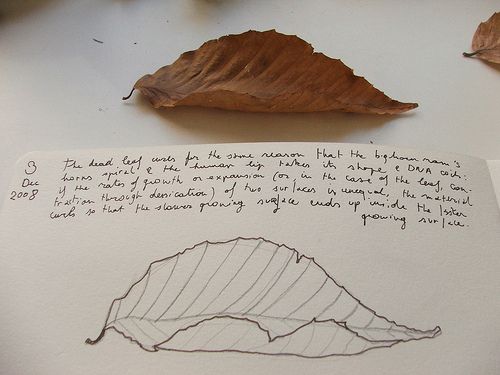 500x375 Dead Leaf Drawing