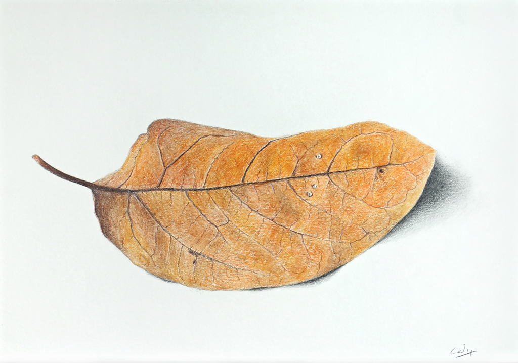 1024x718 Dead Leaf Dennis Candy Images