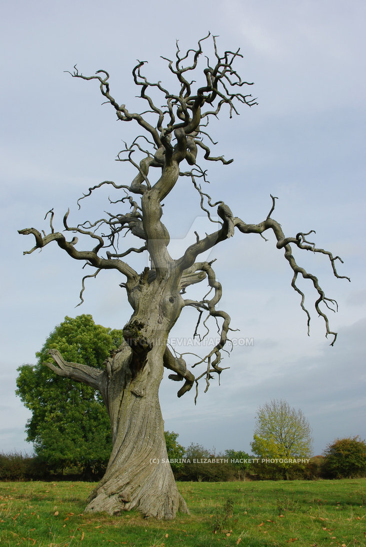 731x1092e Old Dead Tree By Hitomii