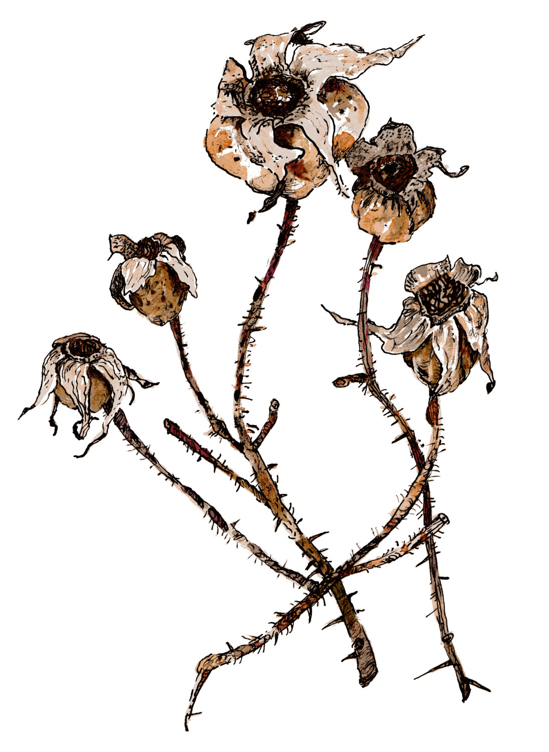 1095x1500 Dead Flowers