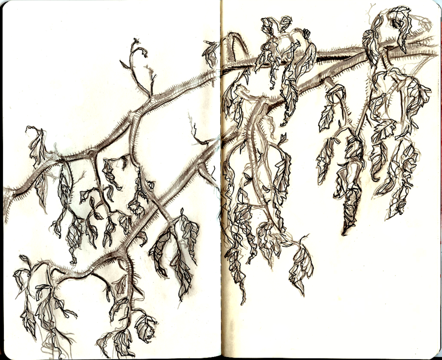 900x732 Dead Plant Under Frost By Likelaurels