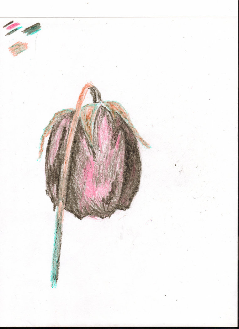 762x1049 Crayon Dead Rose By Jadisofeternity