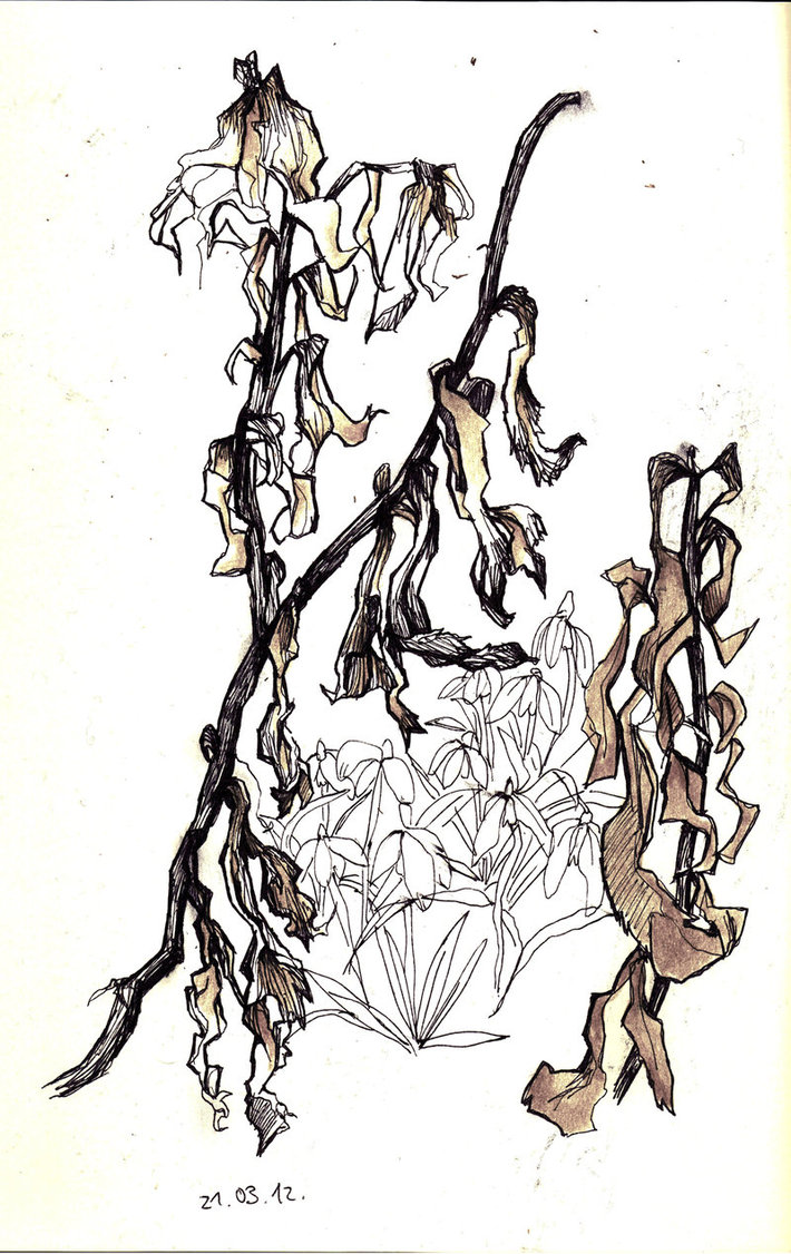 710x1126 Image Result For Dead Flowers Deadflowers