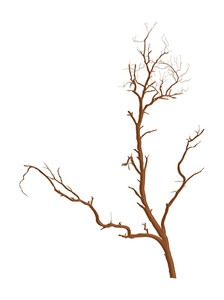 224x300 Dead Trees Vectors Royalty Free Stock Image