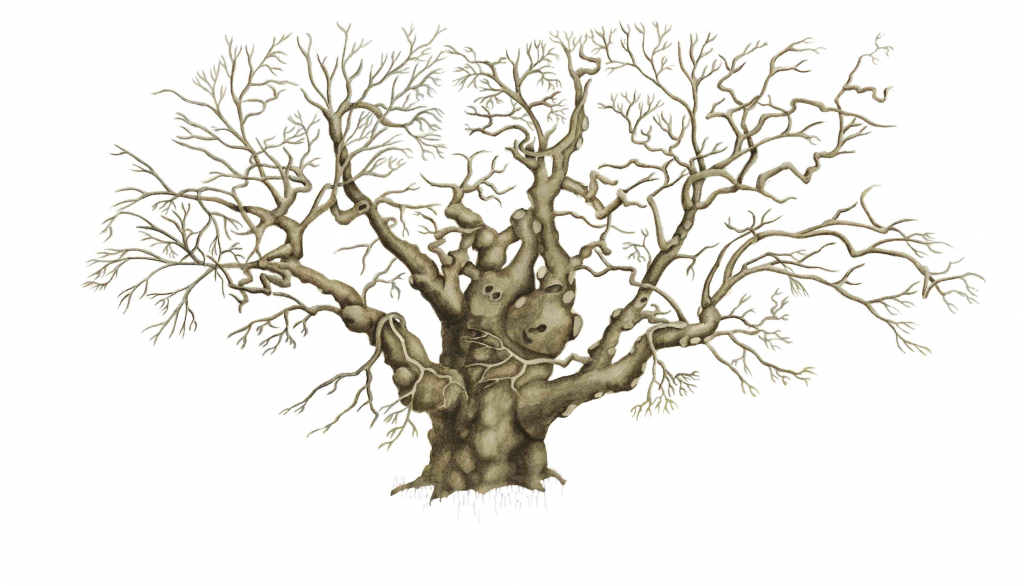 1024x586 Drawing Of A Dead Tree Dead Trees Drawings Clipart Best