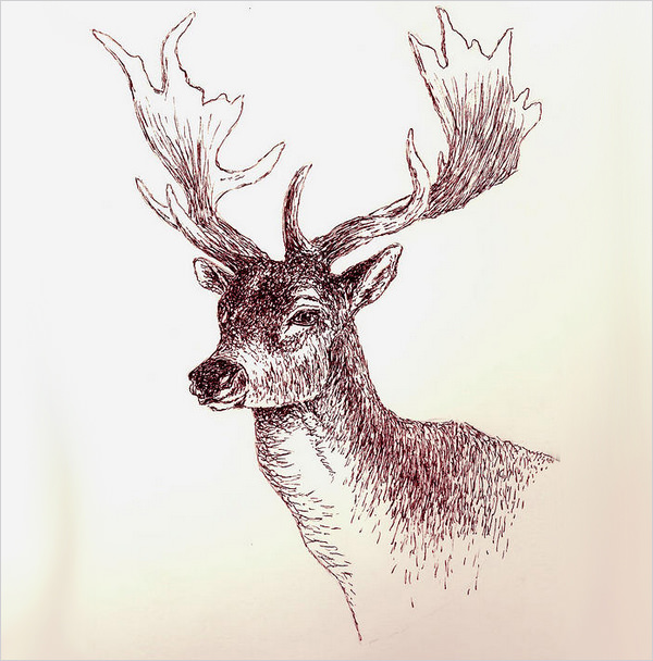 600x608 Free Deer Drawings Amp Designs Free Amp Premium Templates
