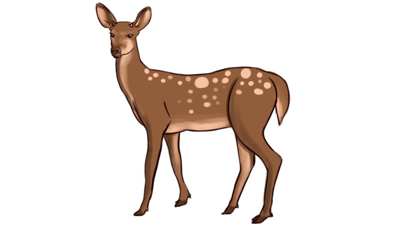 1280x720 How To Draw A Deer Step By Step For Kids