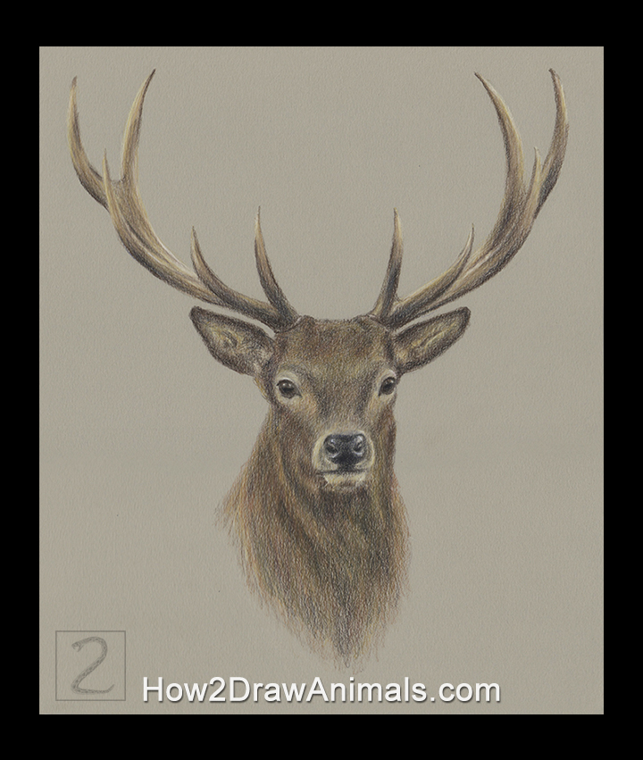 720x851 Special Deer Portrait Drawing