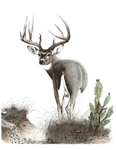 231x300 Whitetail Deer Drawings Fine Art America