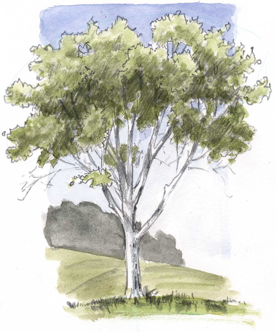 931x1120 How To Draw An Oak Tree Ne