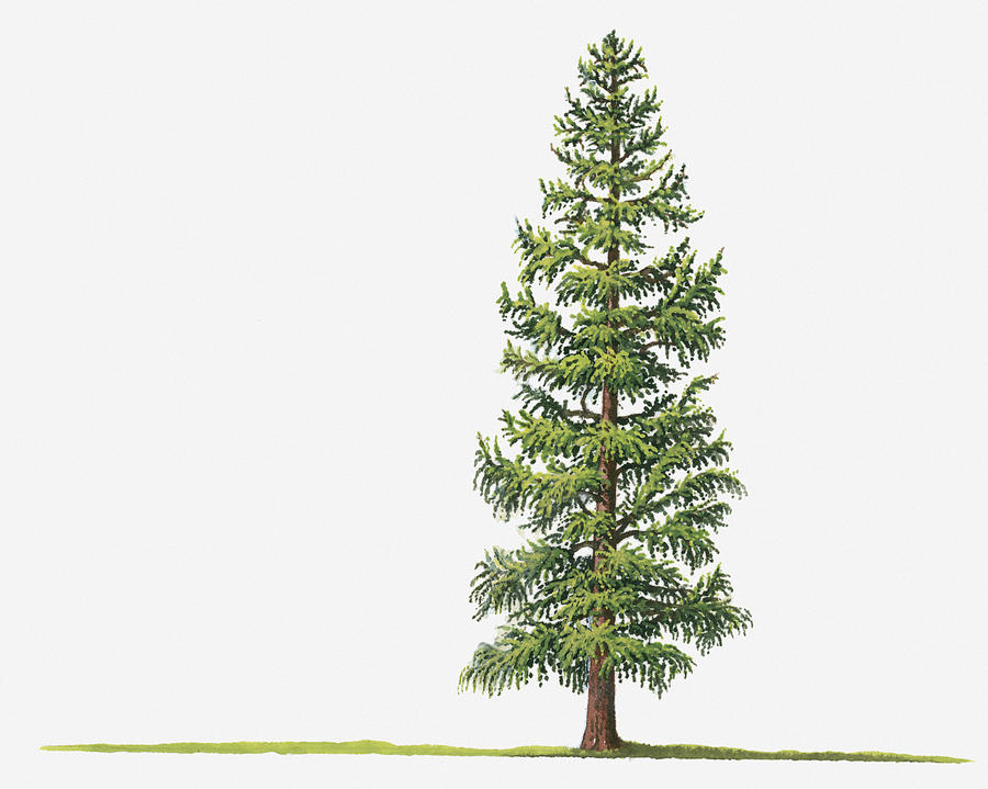 Deciduous Tree Drawing at GetDrawings | Free download